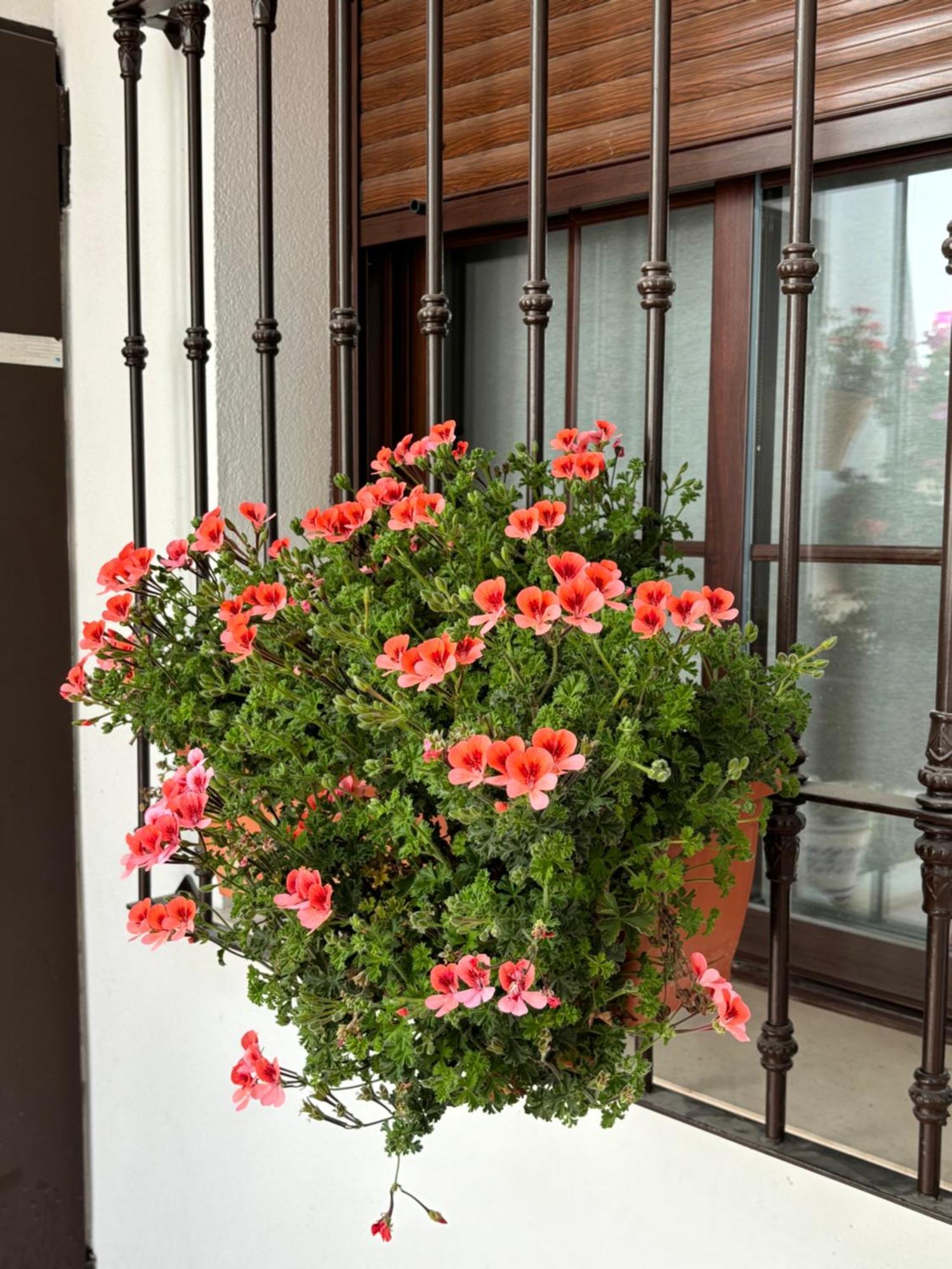 Flores De Mayo En Centro Cordoba Exterior photo